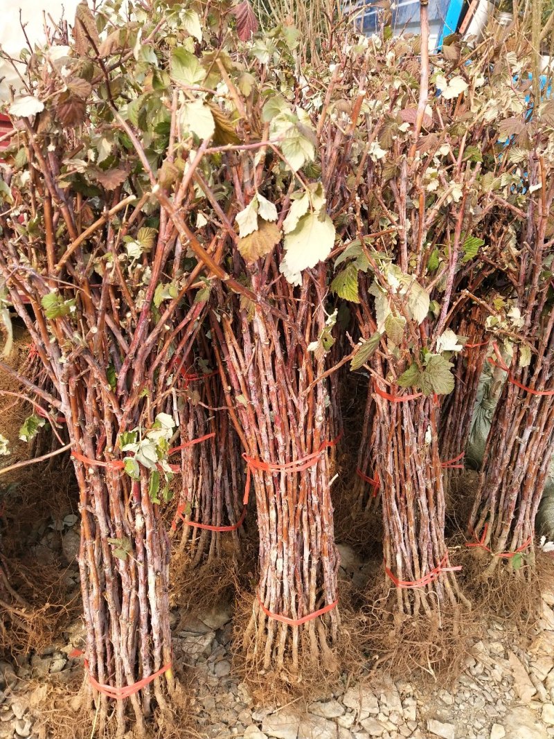树莓树苗红树莓，品种苗，当年挂果，基地直销，