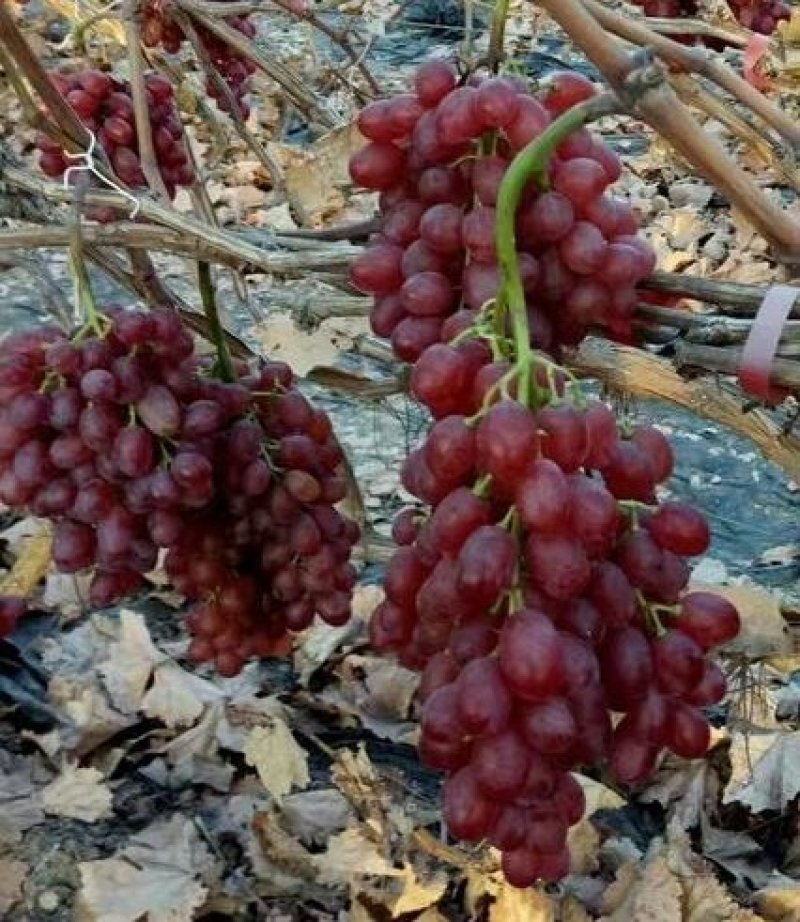 葡萄苗冰葡萄.品种苗，各种规格，基地直销
