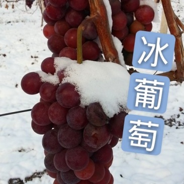 葡萄苗冰葡萄.品种苗,各种规格,基地直销