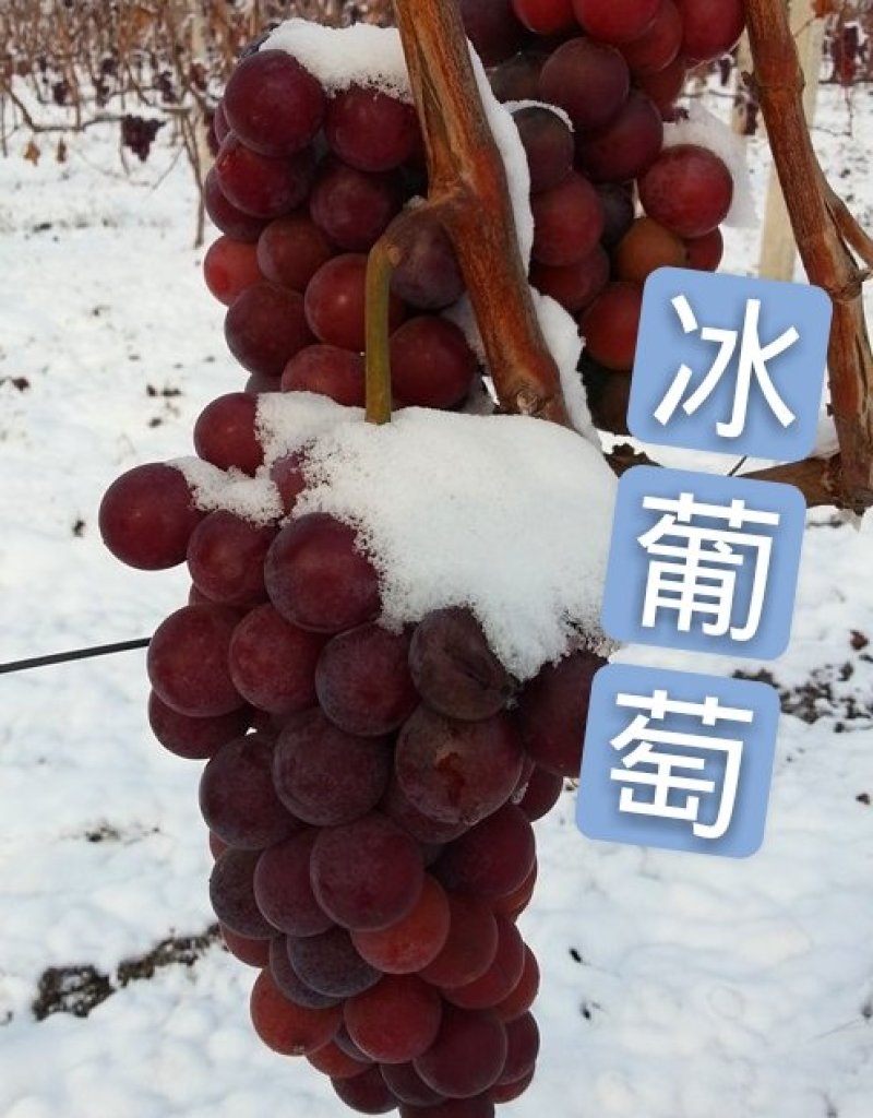 葡萄苗冰葡萄.品种苗，各种规格，基地直销