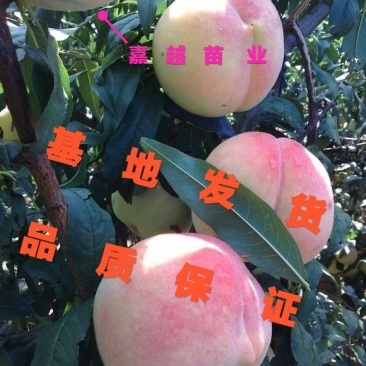 桃树苗冬桃类水蜜桃类油桃类蟠桃类黄桃类