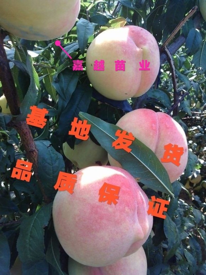 桃树苗冬桃类水蜜桃类油桃类蟠桃类黄桃类