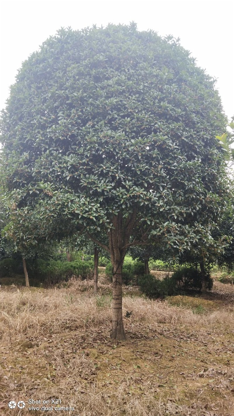 八月桂赌征收占地树8一15公分，大量出售