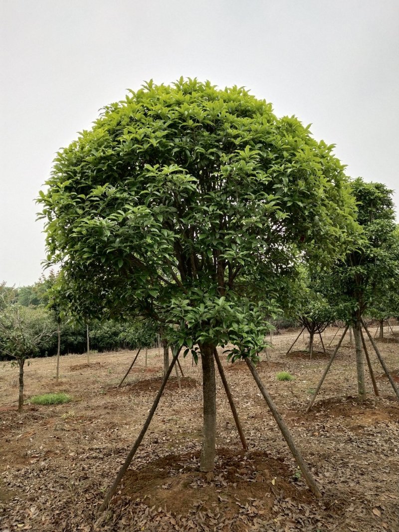 八月桂赌征收占地树8一15公分，大量出售
