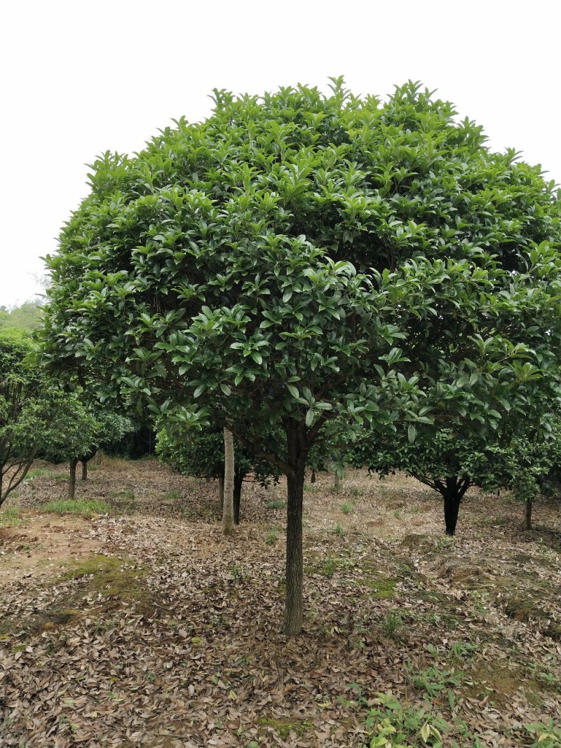 八月桂赌征收占地树8一15公分，大量出售