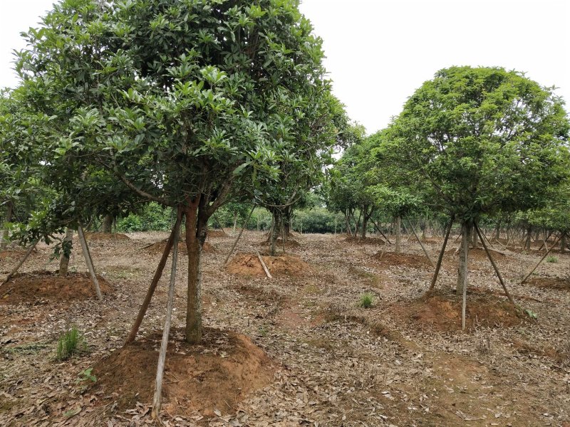 八月桂赌征收占地树8一15公分，大量出售