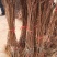 李子树苗西梅李,西梅女神,嫁接苗,基地直销
