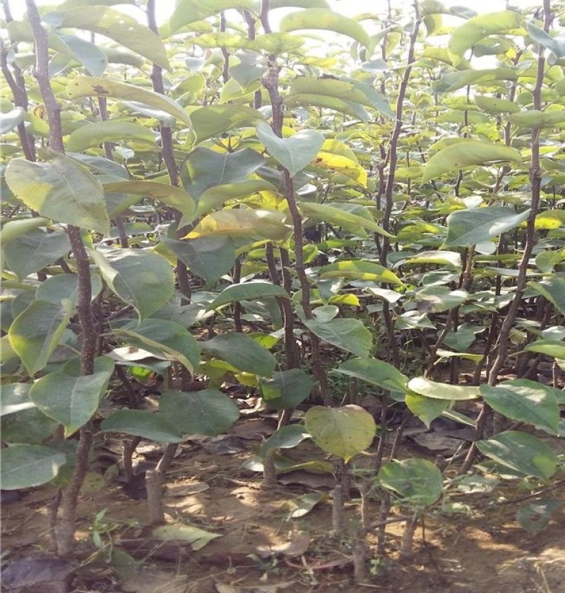 梨树苗红香酥梨，嫁接苗，当年挂果，基地直销