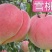 桃树苗雪桃,晚熟品种,嫁接苗,基地直销,