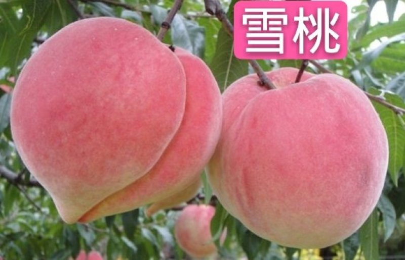 桃树苗雪桃，晚熟品种，嫁接苗，基地直销，