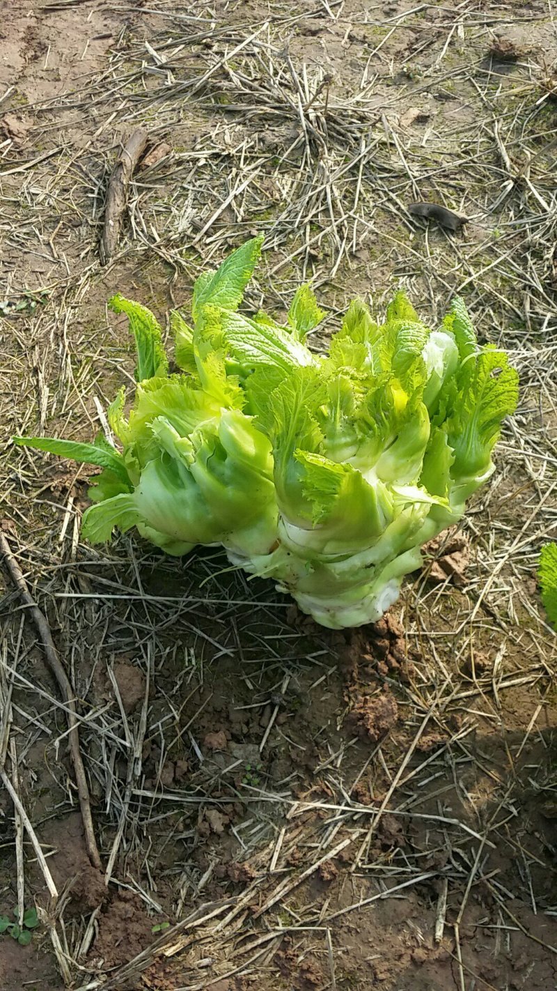 儿菜