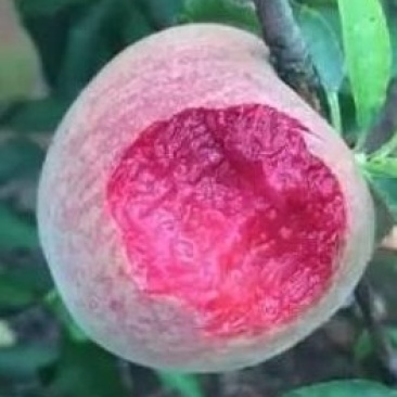 桃树苗血桃,晚熟品种,嫁接苗,基地直销,