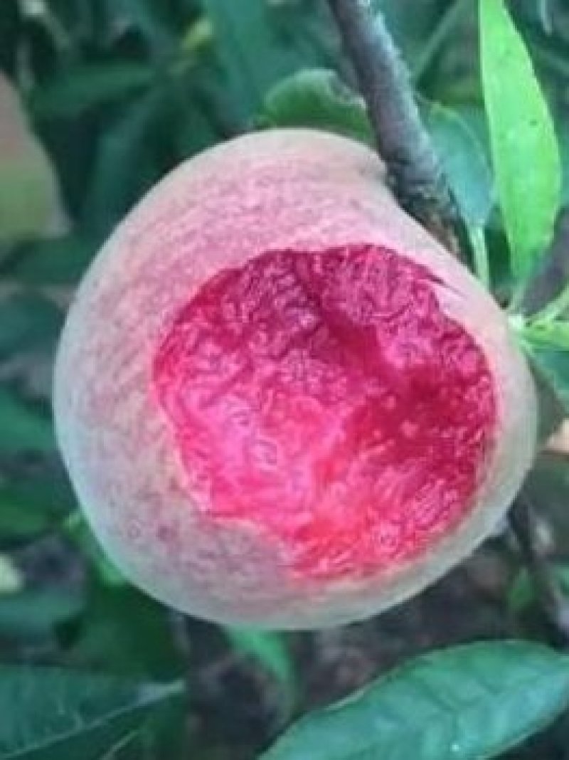 桃树苗血桃，晚熟品种，嫁接苗，基地直销，