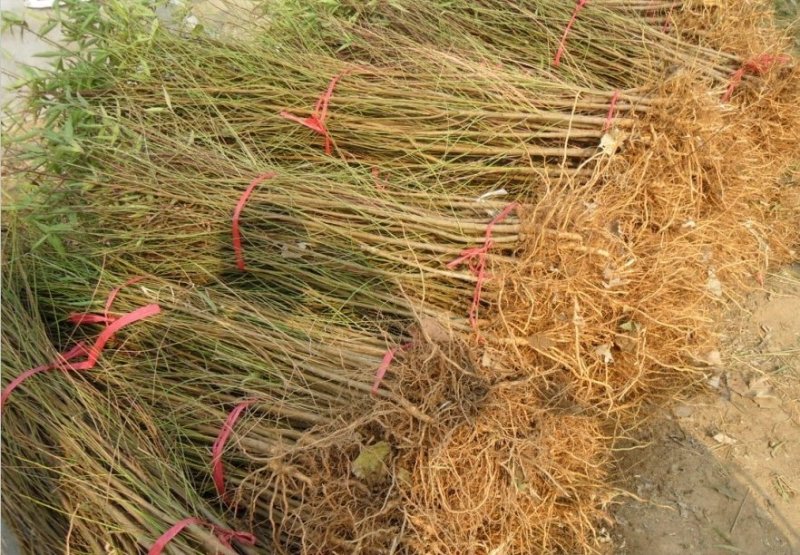 桃树苗血桃，晚熟品种，嫁接苗，基地直销，