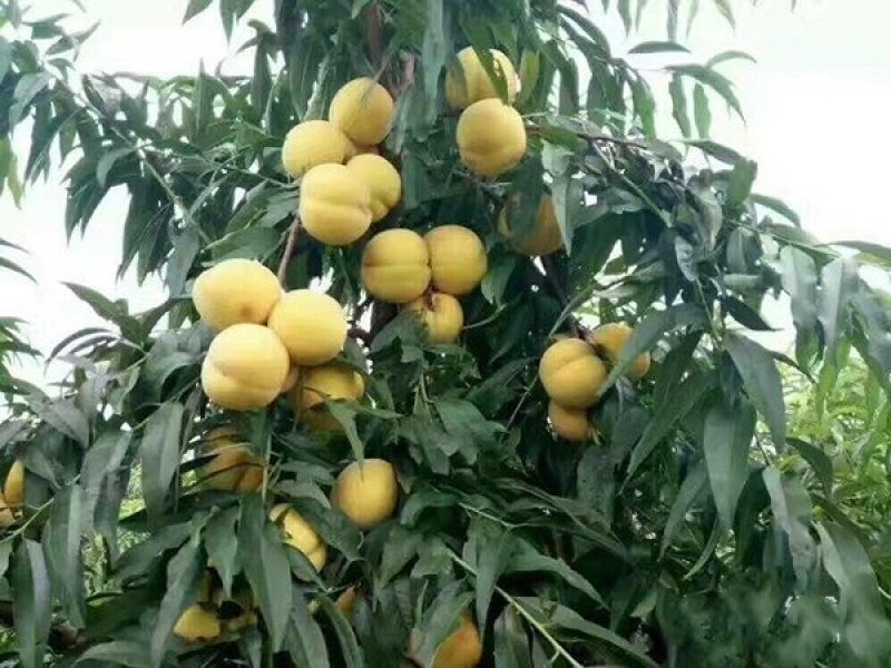 桃树苗黄甜桃，品种保证，成活率高，基地直销