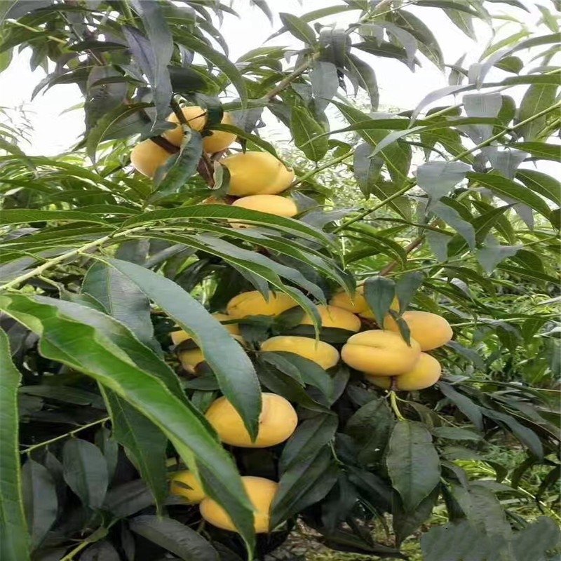 桃树苗黄甜桃，品种保证，成活率高，基地直销