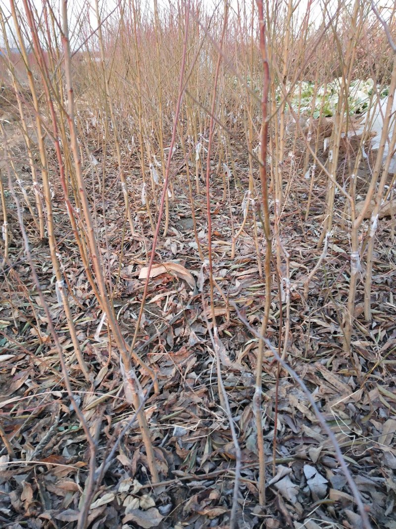 桃树苗黄甜桃，品种保证，成活率高，基地直销