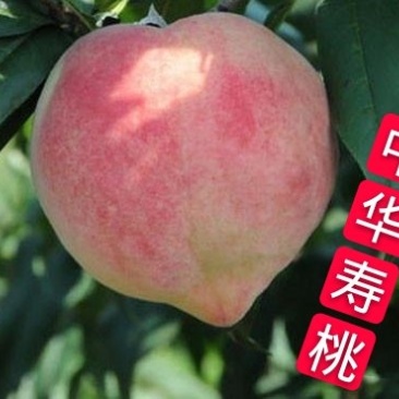 桃树苗中华寿桃，当年挂果，品种保证，基地直销