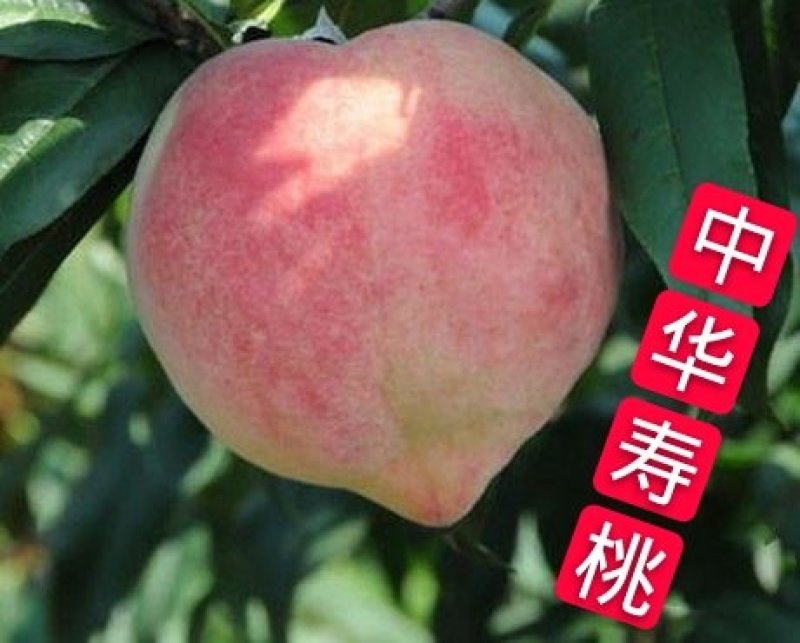 桃树苗中华寿桃，当年挂果，品种保证，基地直销