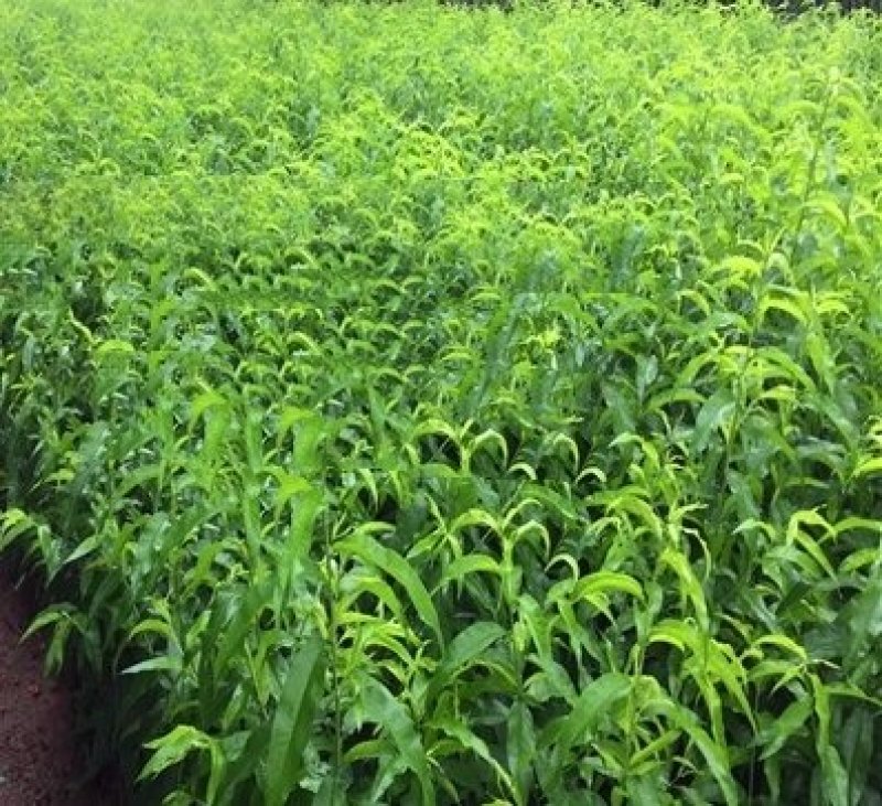 桃树苗中华寿桃，当年挂果，品种保证，基地直销