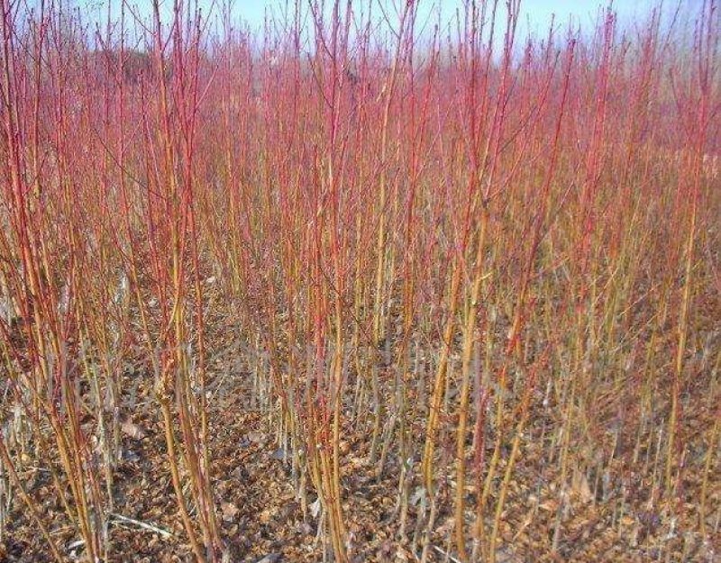 桃树苗中华寿桃，当年挂果，品种保证，基地直销