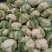【年末大促】湖北菜花，质优价廉，货源充足，按需发货全国