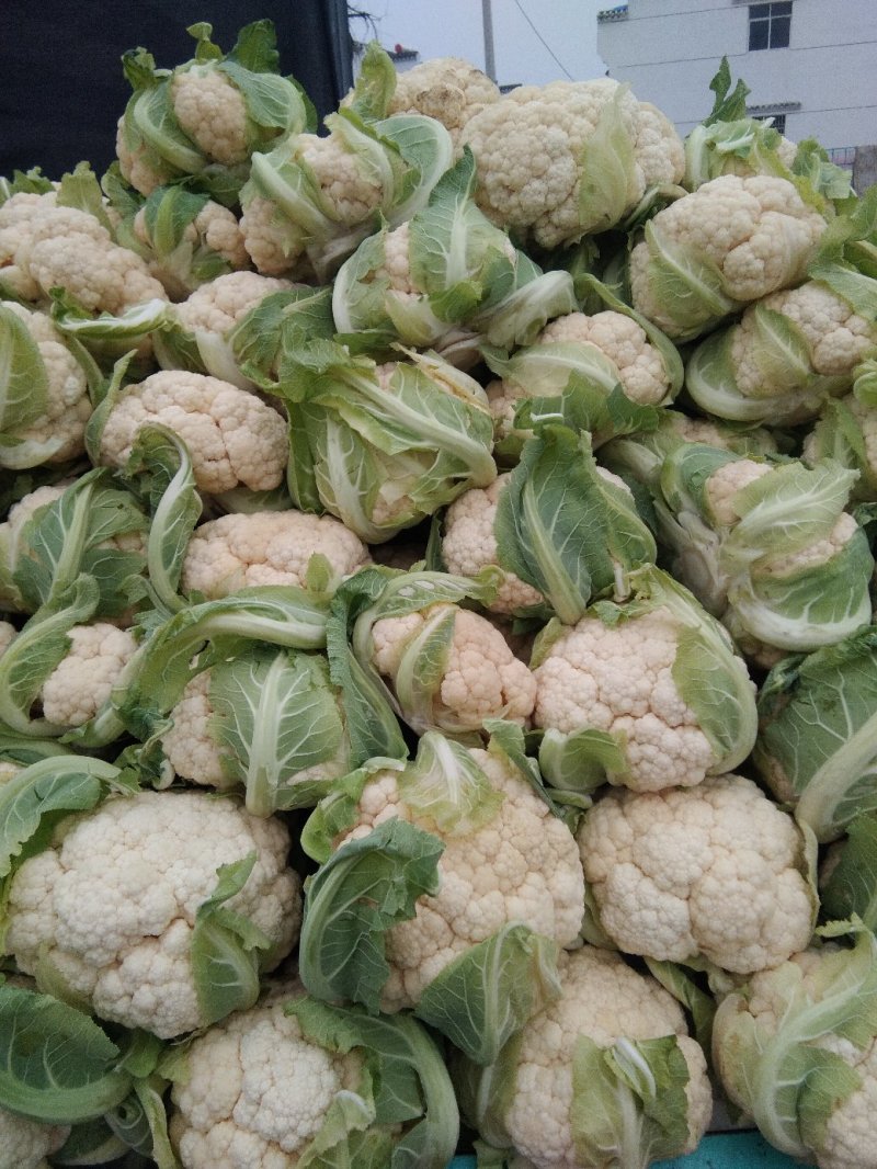 【年末大促】湖北菜花，质优价廉，货源充足，按需发货全国