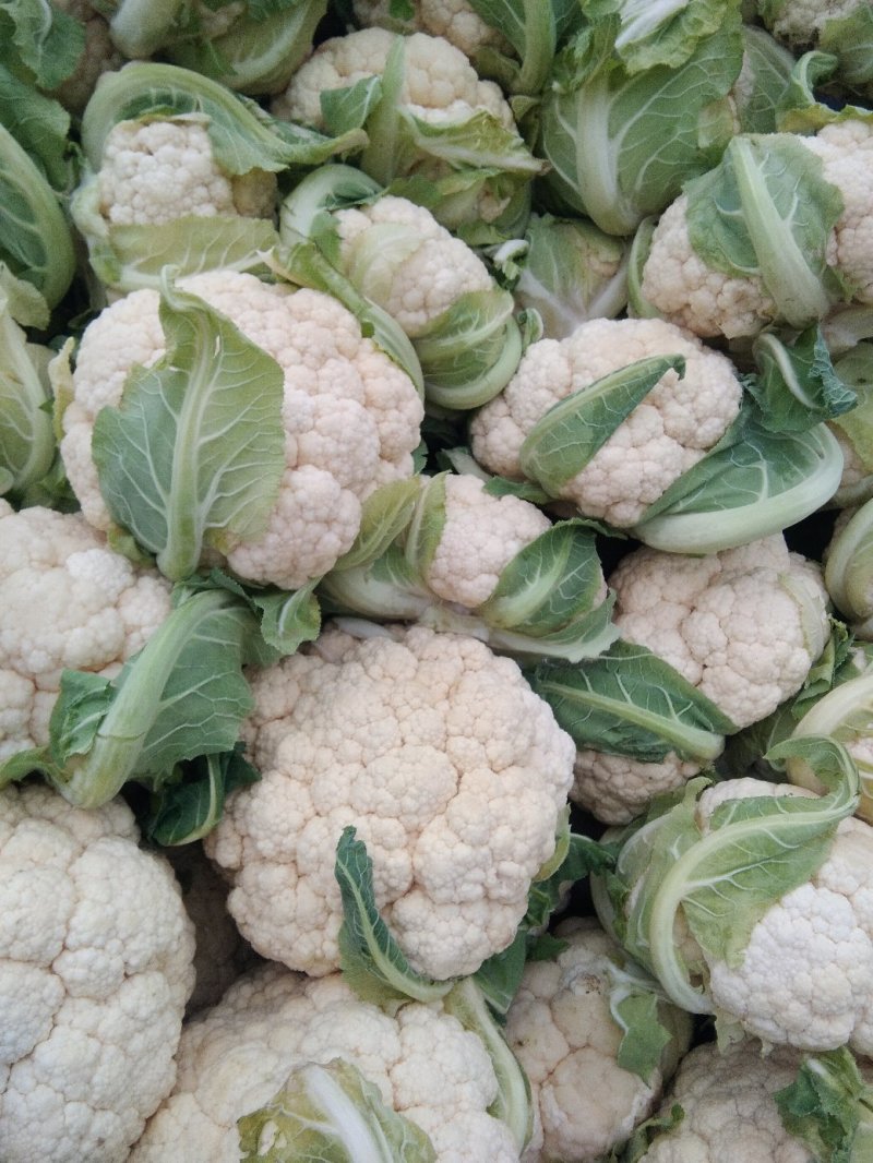 【年末大促】湖北菜花，质优价廉，货源充足，按需发货全国