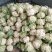 【年末大促】湖北菜花，质优价廉，货源充足，按需发货全国