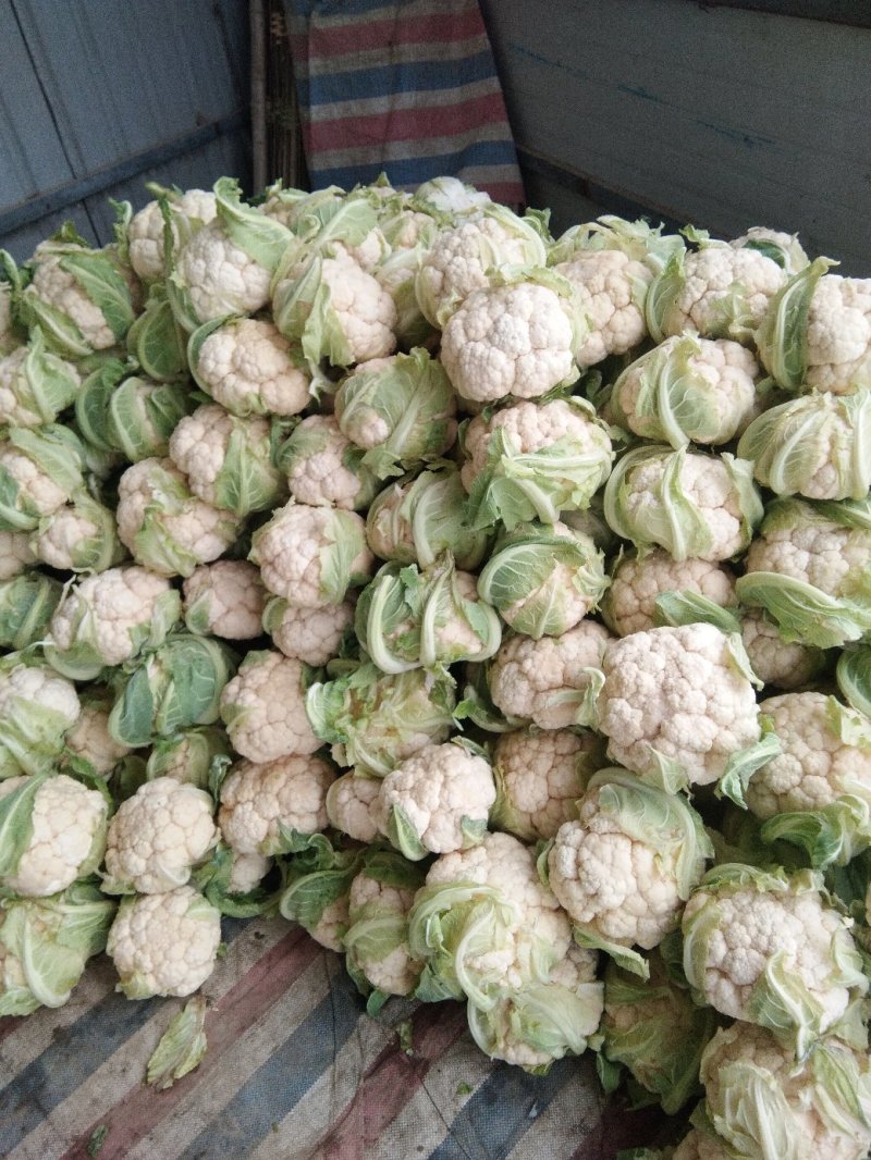 【年末大促】湖北菜花，质优价廉，货源充足，按需发货全国