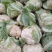 【年末大促】湖北菜花，质优价廉，货源充足，按需发货全国