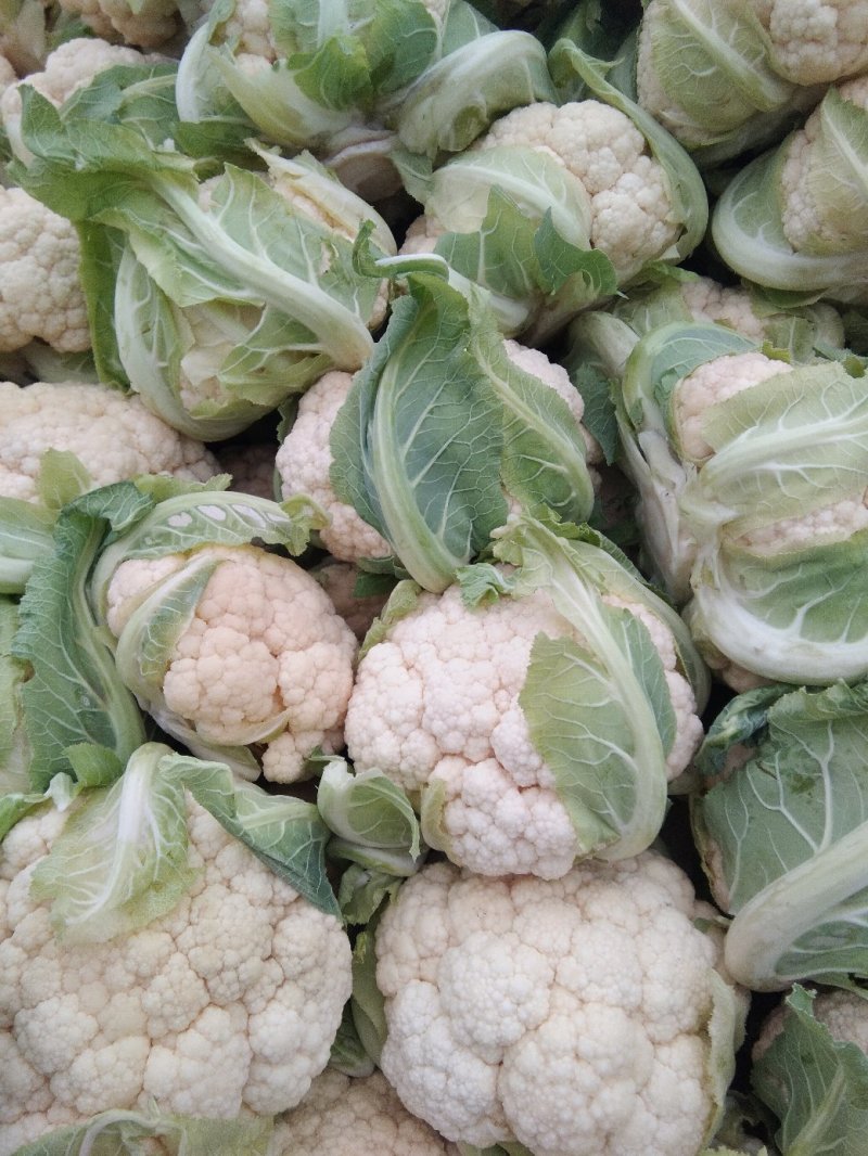 【年末大促】湖北菜花，质优价廉，货源充足，按需发货全国