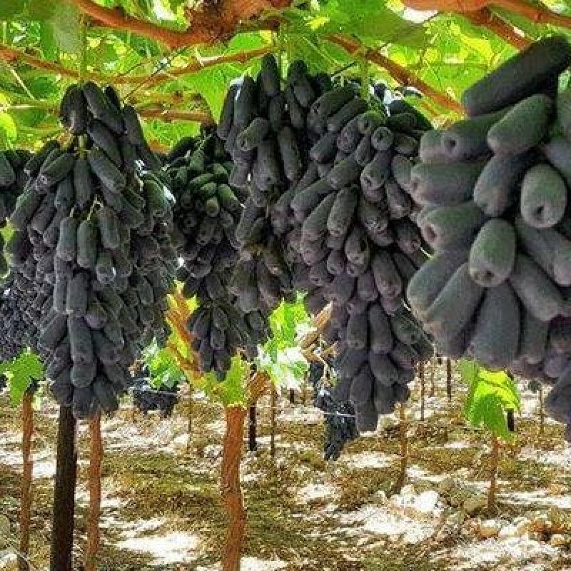 葡萄苗甜蜜蓝宝石，成活率高，品种保证，基地直销