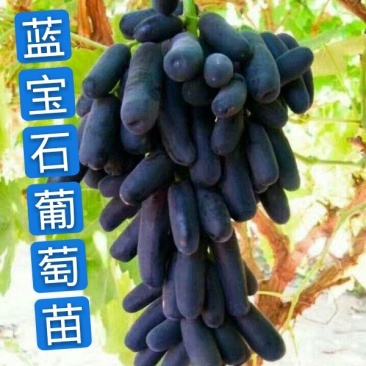 葡萄苗甜蜜蓝宝石,成活率高,品种保证,基地直销