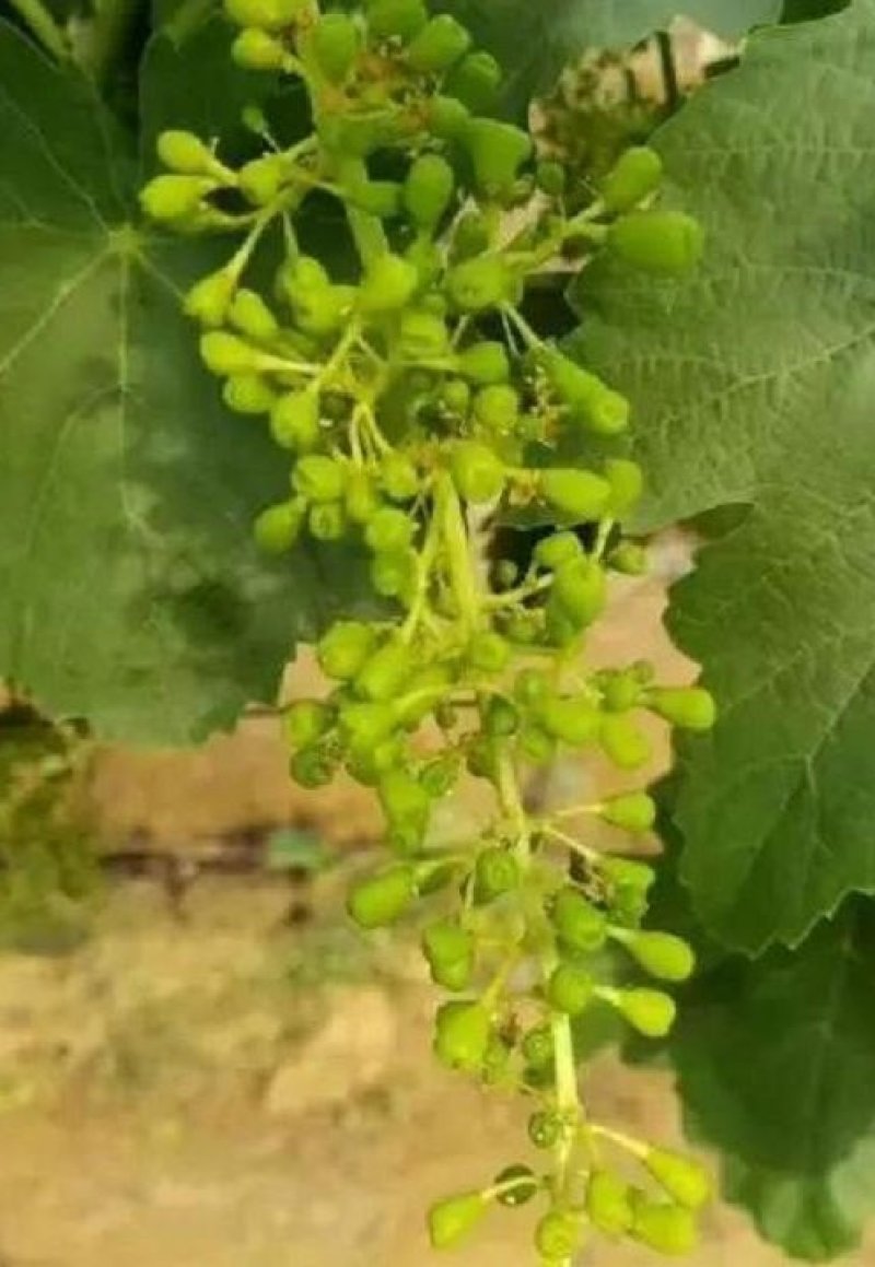 葡萄苗甜蜜蓝宝石，成活率高，品种保证，基地直销