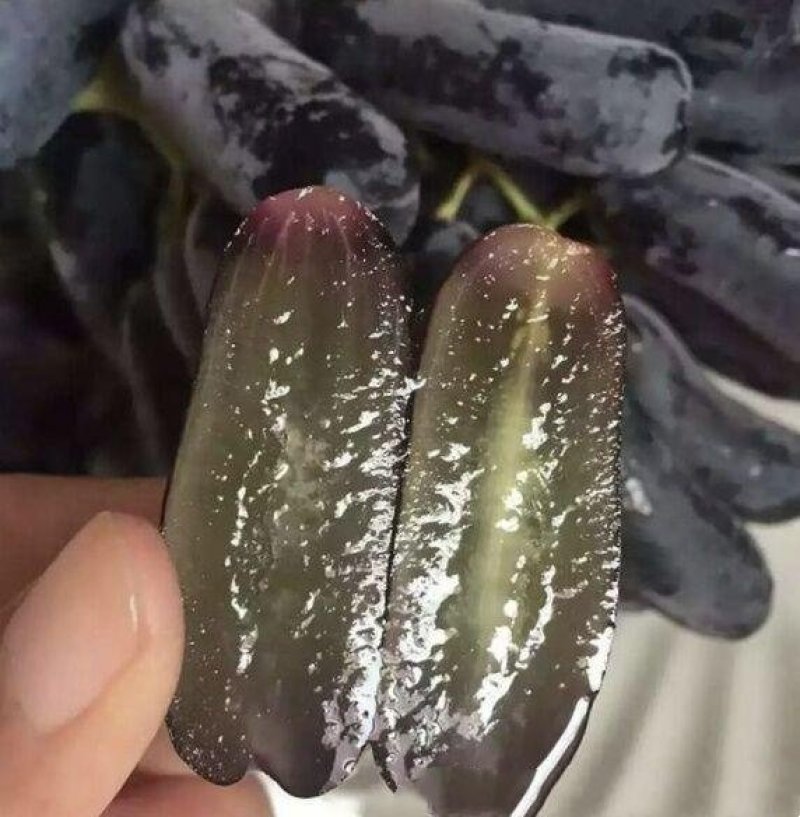 葡萄苗甜蜜蓝宝石，成活率高，品种保证，基地直销