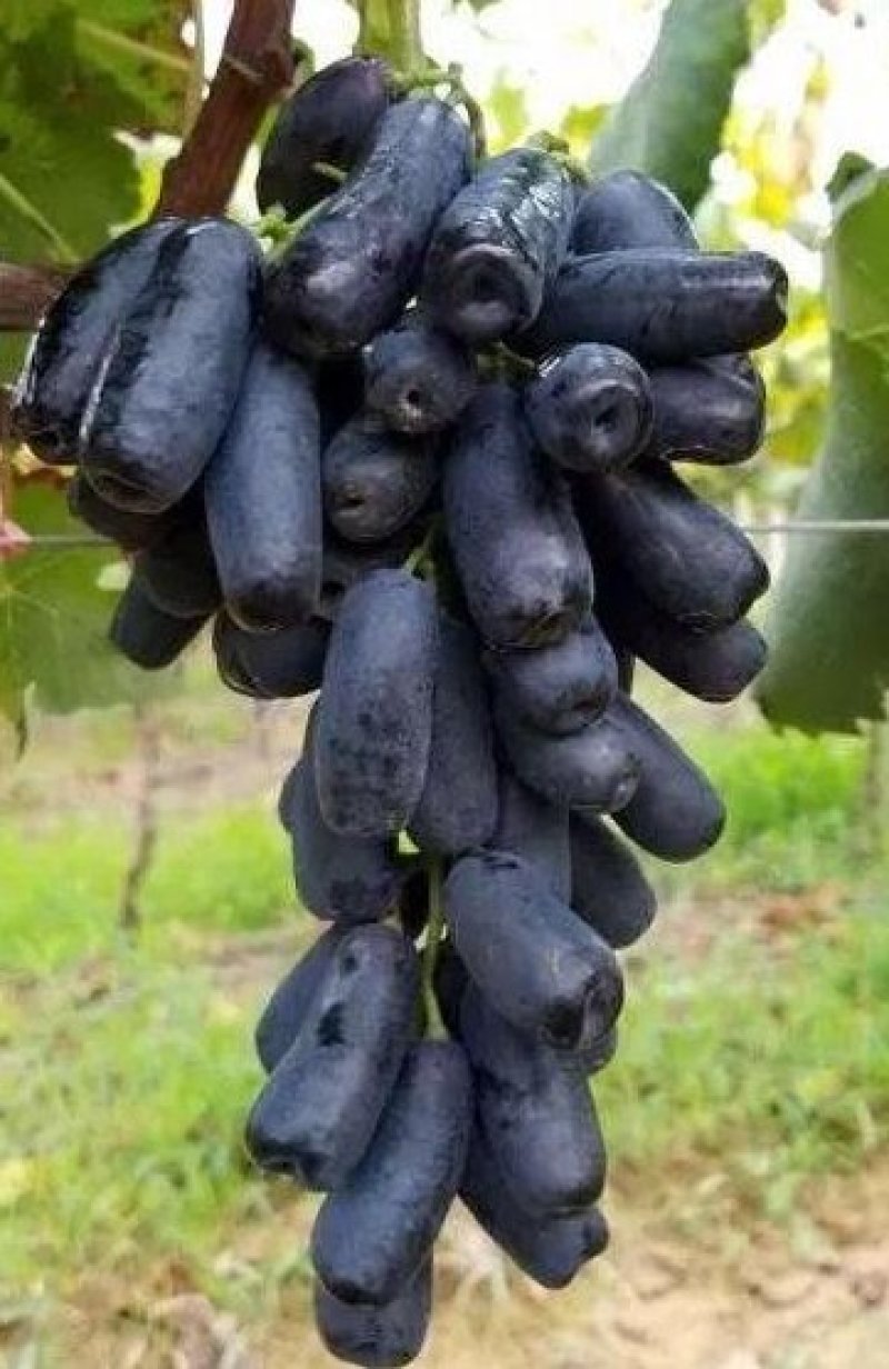 葡萄苗甜蜜蓝宝石，成活率高，品种保证，基地直销