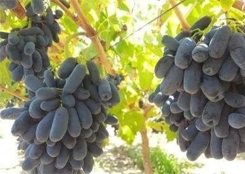 葡萄苗甜蜜蓝宝石，成活率高，品种保证，基地直销