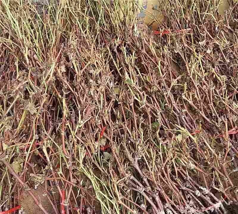 葡萄苗甜蜜蓝宝石，成活率高，品种保证，基地直销