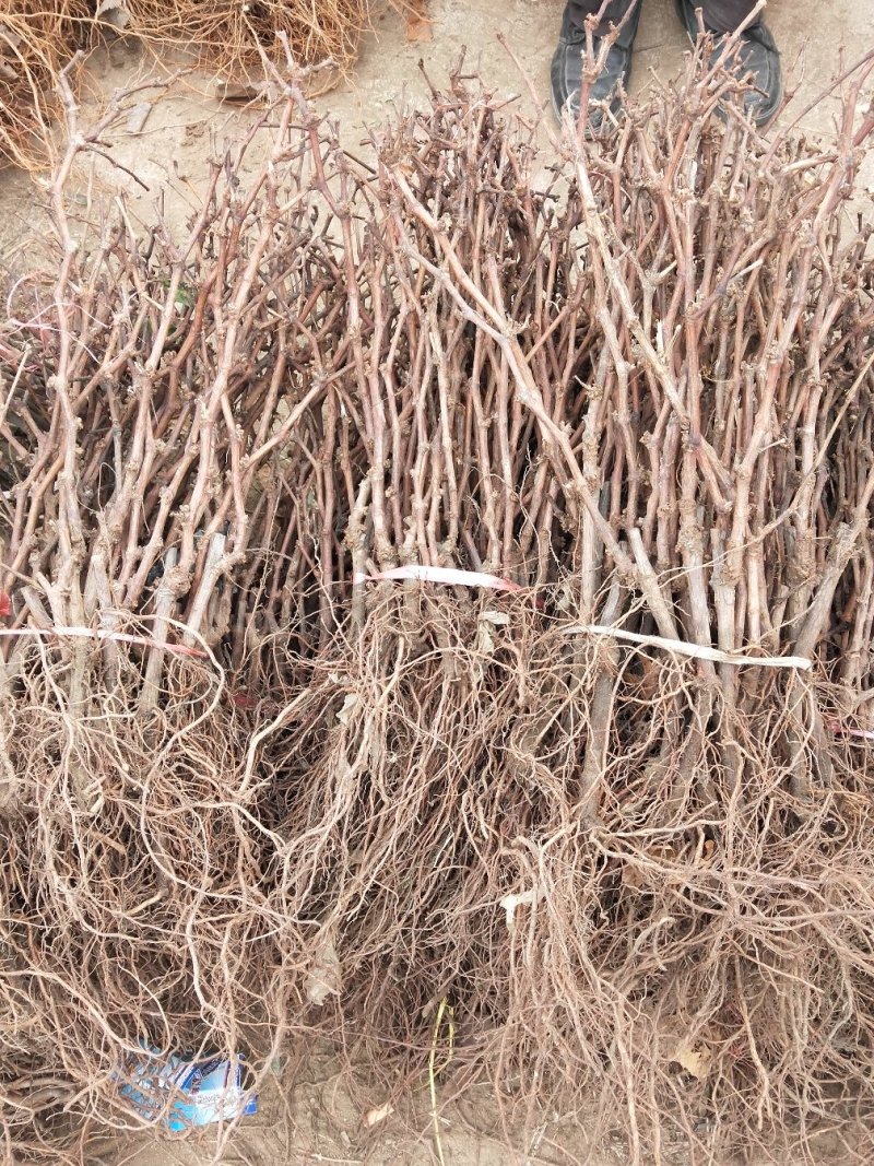 葡萄苗甜蜜蓝宝石，成活率高，品种保证，基地直销