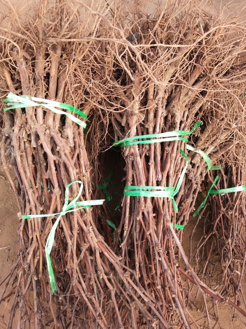 葡萄苗甜蜜蓝宝石，成活率高，品种保证，基地直销