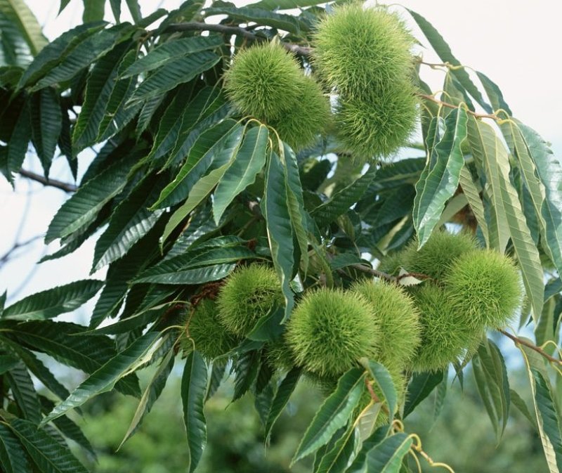 板栗树苗迁西板栗苗，嫁接苗，当年挂果，基地直销