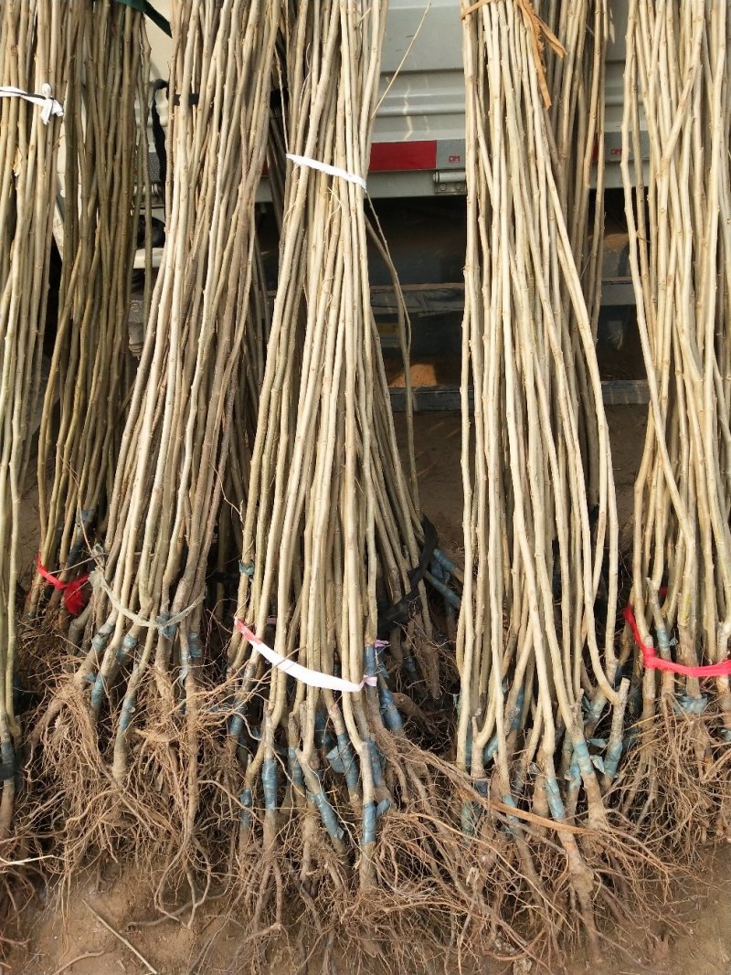 板栗树苗迁西板栗苗，嫁接苗，当年挂果，基地直销
