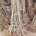 板栗树苗迁西板栗苗,嫁接苗,当年挂果,基地直销