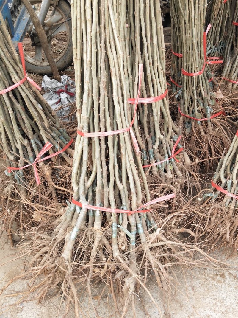 板栗树苗迁西板栗苗，嫁接苗，当年挂果，基地直销