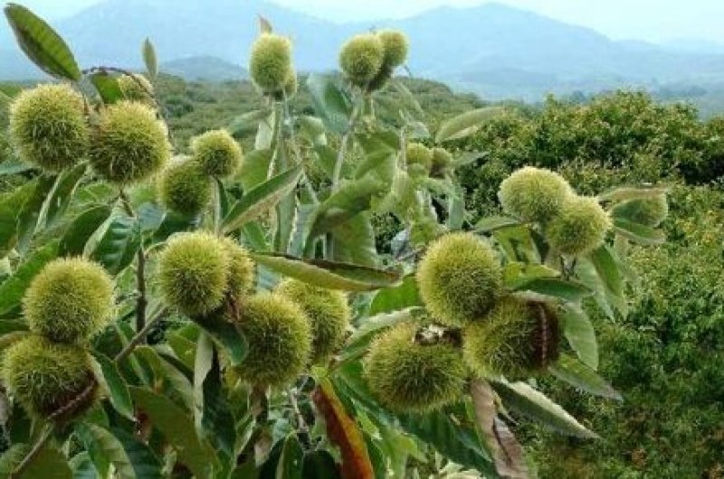 板栗苗大红袍板栗，当年结果，现挖现发，基地直销