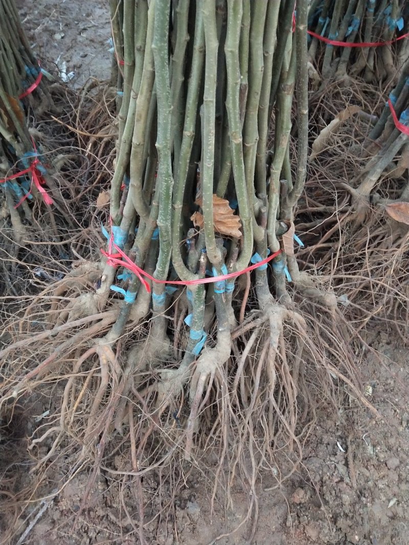 板栗苗大红袍板栗，当年结果，现挖现发，基地直销