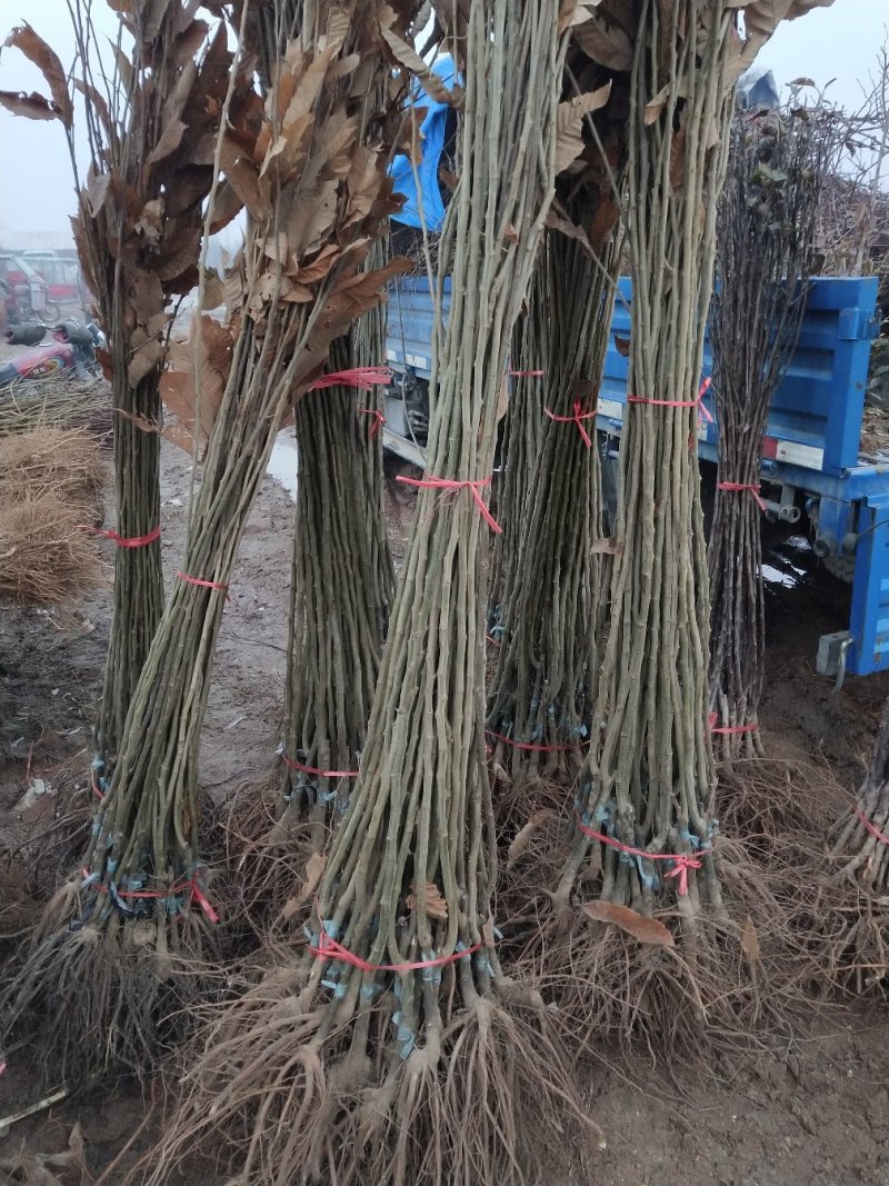 板栗苗大红袍板栗，当年结果，现挖现发，基地直销