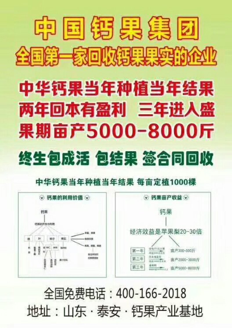 钙果苗