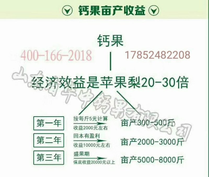 钙果苗